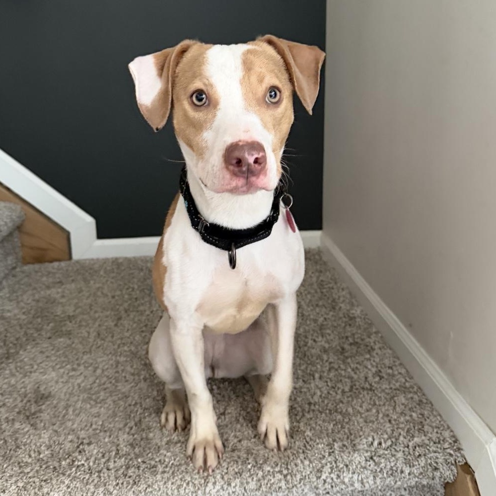 Enlarge Priscilla , a ADOPTABLE mixed breed in South Plainfield, NJ image 1/6