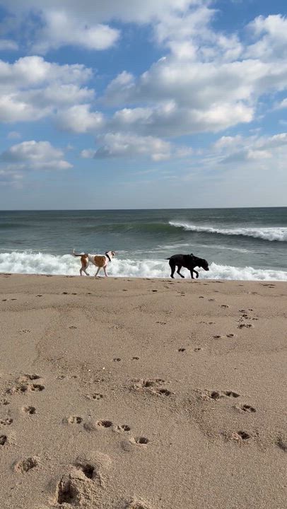 Enlarge Priscilla , a ADOPTABLE mixed breed in South Plainfield, NJ video 6/6