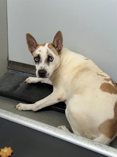 STORMFLY, Adoptable, Young Female Siberian Husky & Pit Bull Terrier.