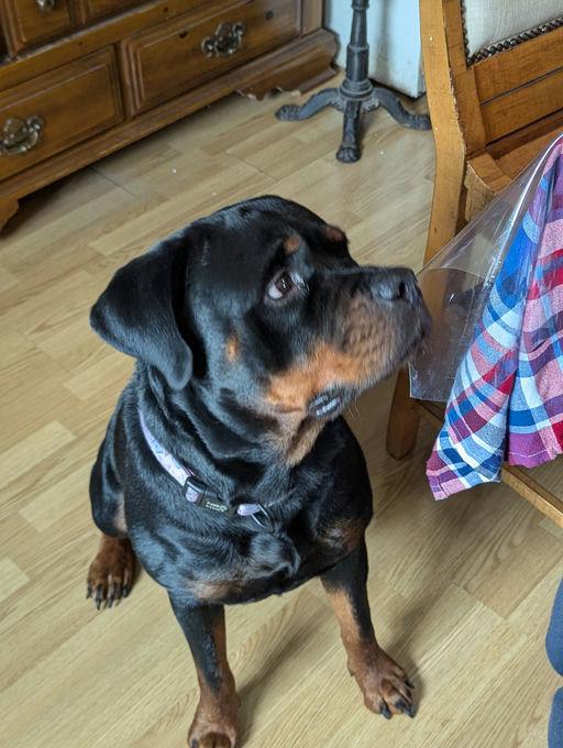 Lucy/Moomoo, Adoptable, Adult Female Rottweiler.