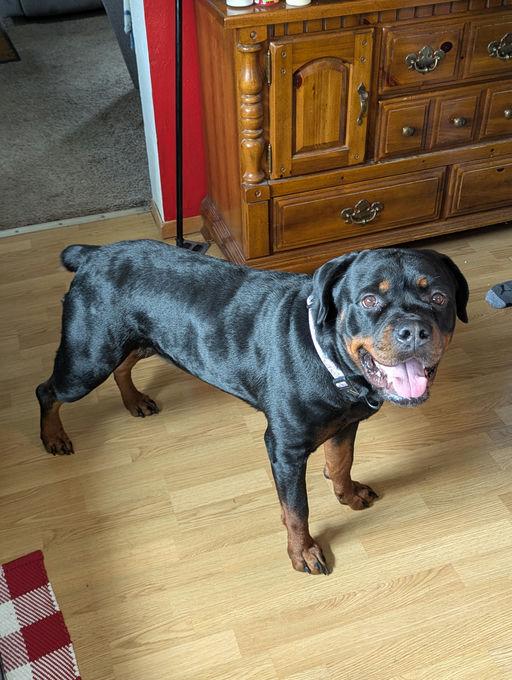 Lucy/Moomoo, a Adoptable Rottweiler in Lincoln, NE image 2/2