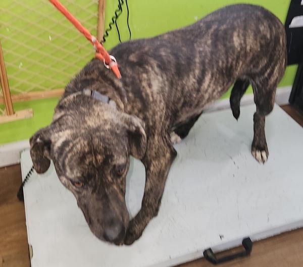 Enlarge Xena, a Adoptable mixed breed in Cleveland, TN image 1/1