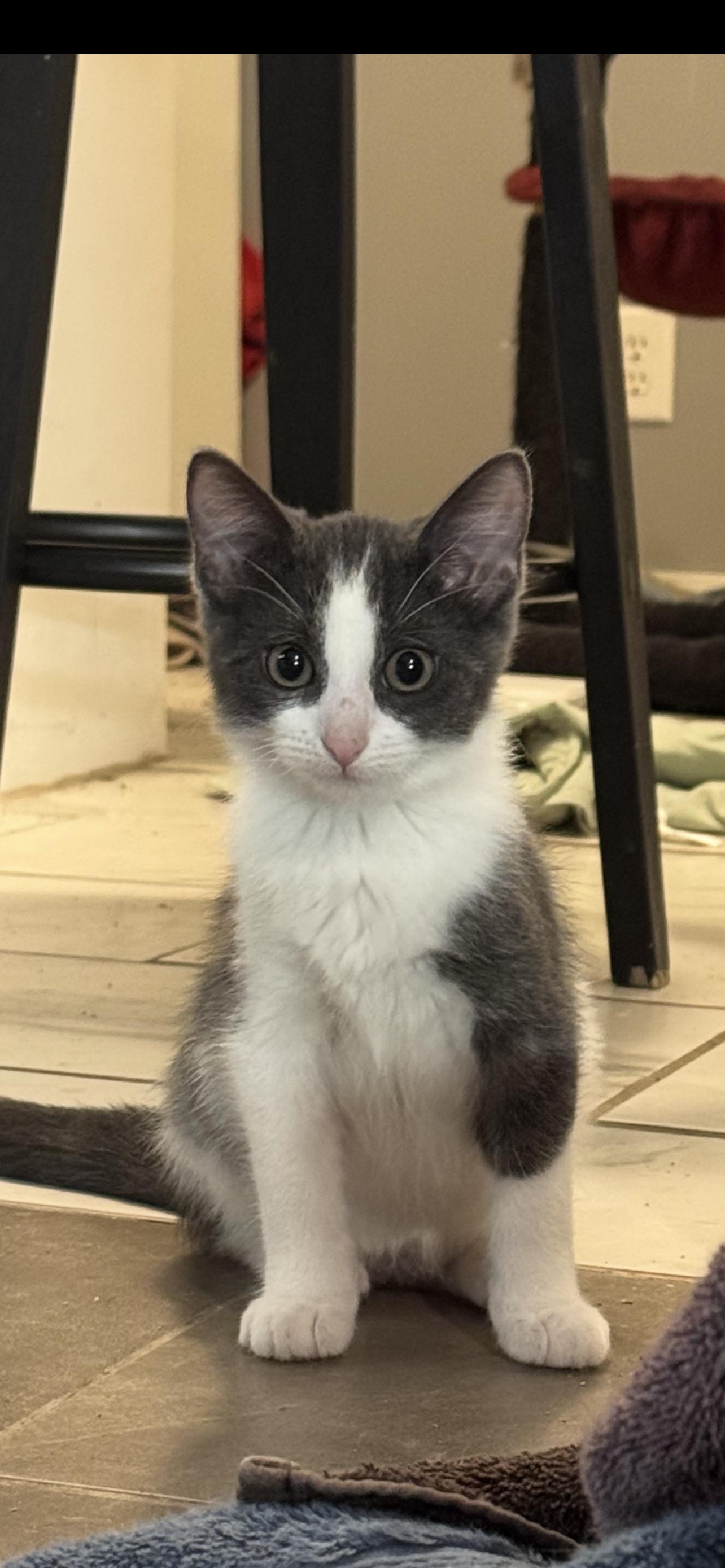 Daisy, Adoptable, Young Female Domestic Short Hair.