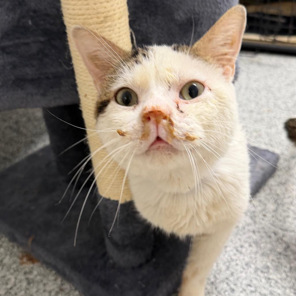Archibald, Adoptable, Senior Male Turkish Van.