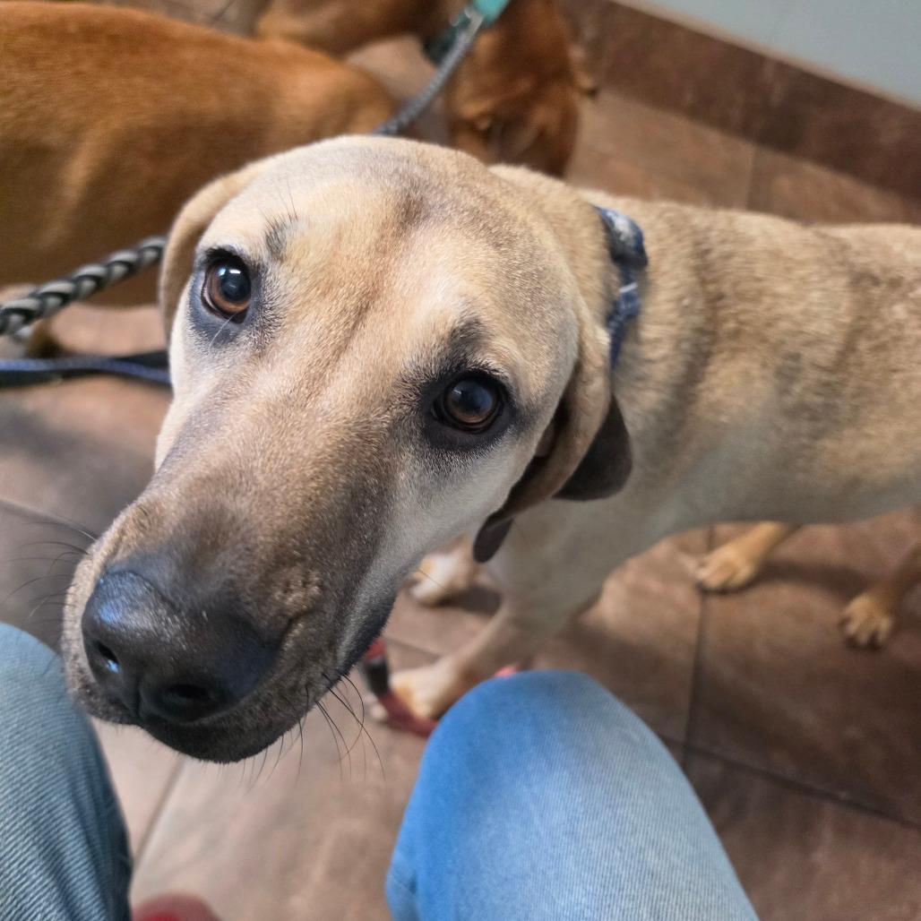 Piper, Adoptable, Young Female Hound & Black Mouth Cur.