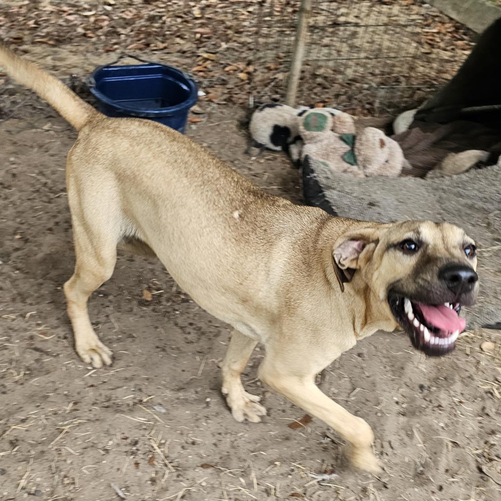 Enlarge Piper, a Adoptable mixed breed in Melrose, FL image 1/1