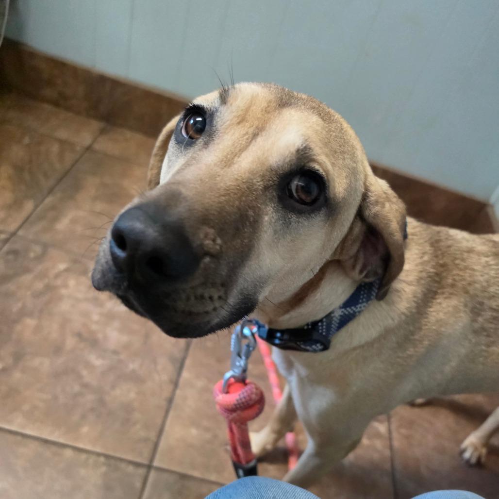 Piper, a Adoptable mixed breed in Melrose, FL image 3/3