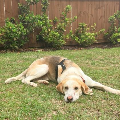 06419B Spam - Adoption Ambassador, Adoptable, Adult Male Hound & Mixed Breed.