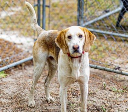 06419B Spam - Adoption Ambassador, a Adoptable mixed breed in North Charleston, SC image 2/3