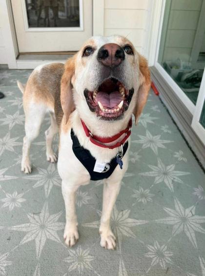 06419B Sam - Adoption Ambassador, a Adoptable mixed breed in North Charleston, SC image 3/3