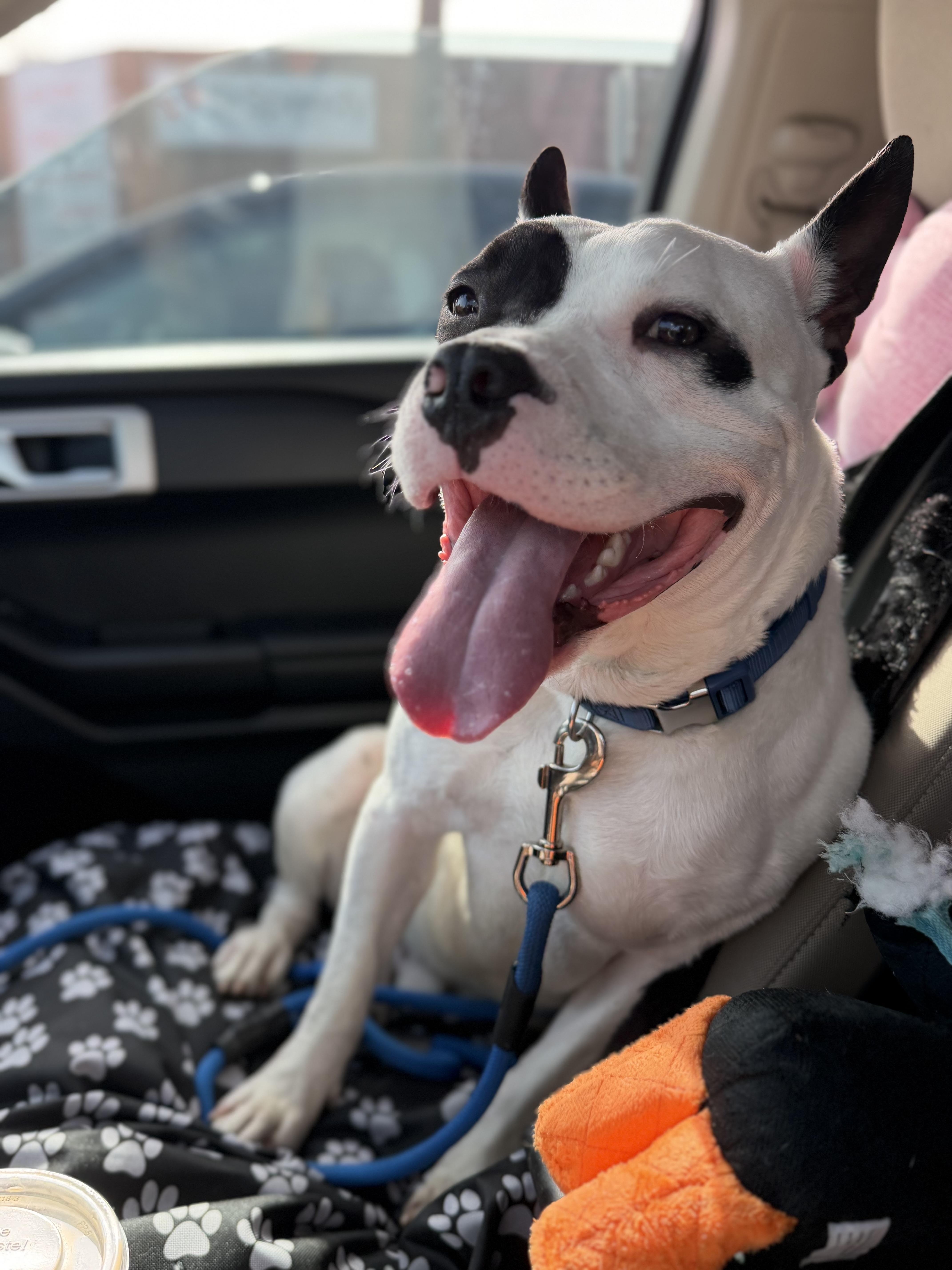 Rascal, ADOPTABLE, Adult Male American Bulldog & Pit Bull Terrier.