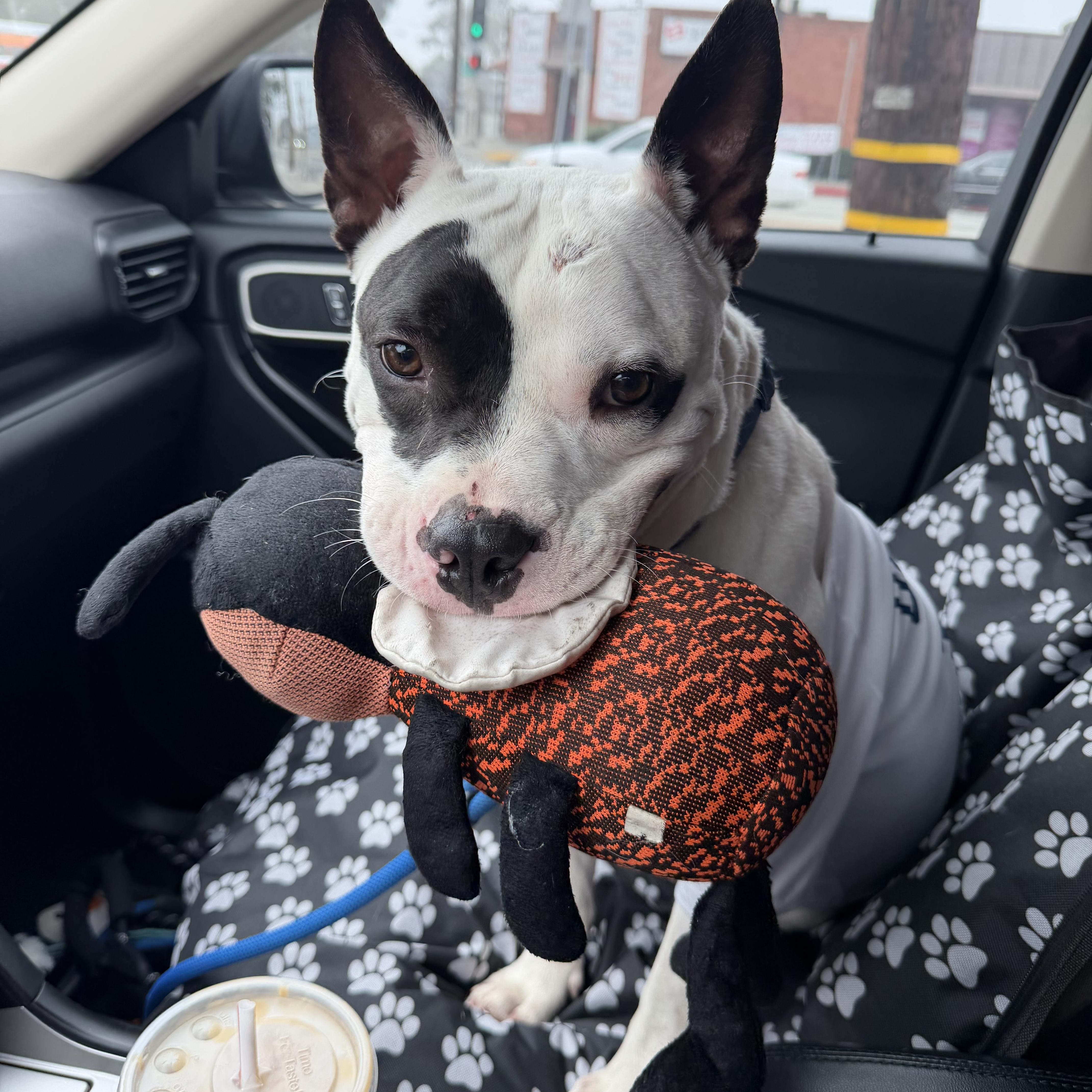 Enlarge Rascal, a ADOPTABLE mixed breed in Torrance, CA image 2/5