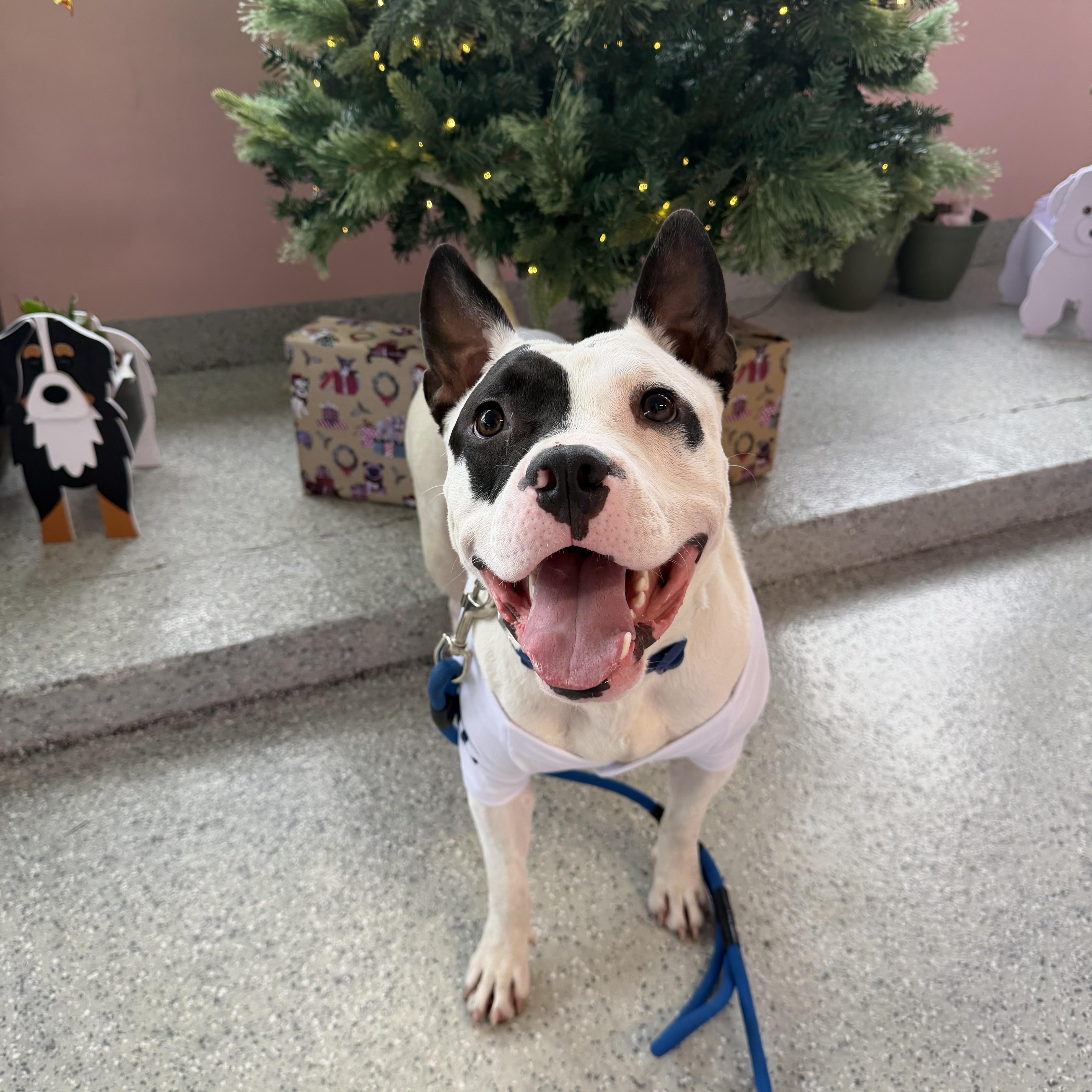 Enlarge Rascal, a ADOPTABLE mixed breed in Torrance, CA image 4/5