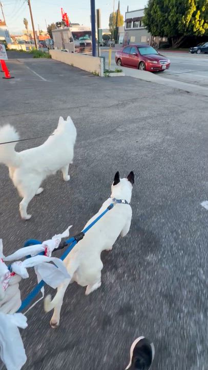 Enlarge Rascal, a ADOPTABLE mixed breed in Torrance, CA video 3/5