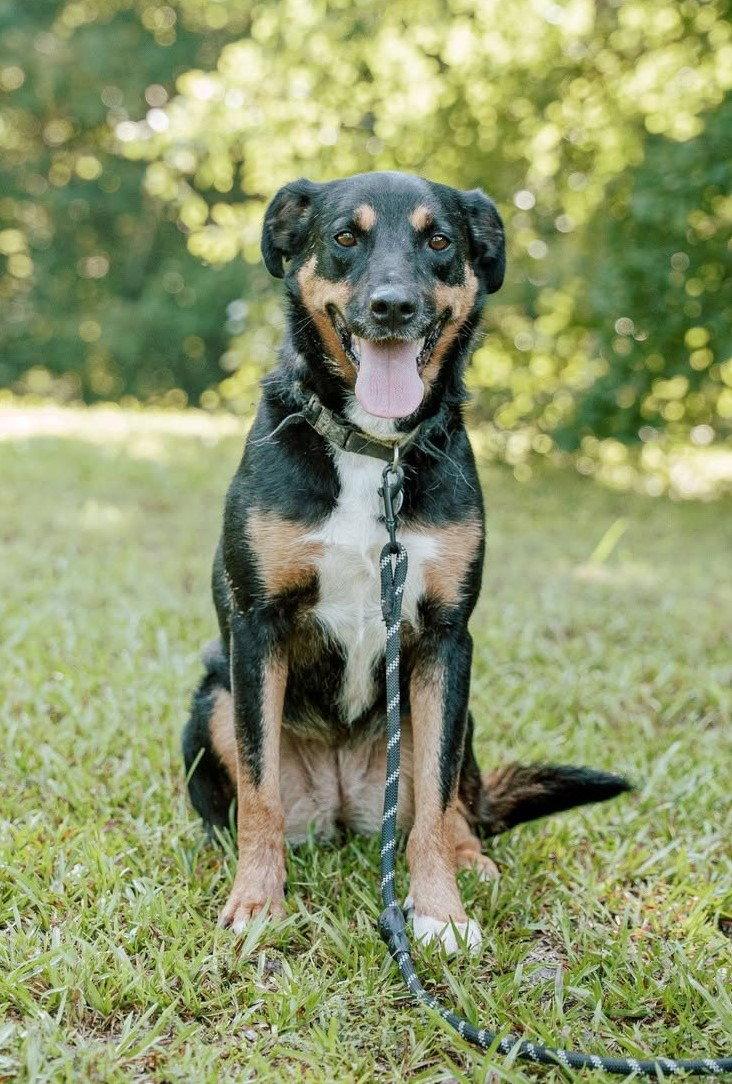 Bubbles, a Adoptable mixed breed in Attalla, AL image 1/3