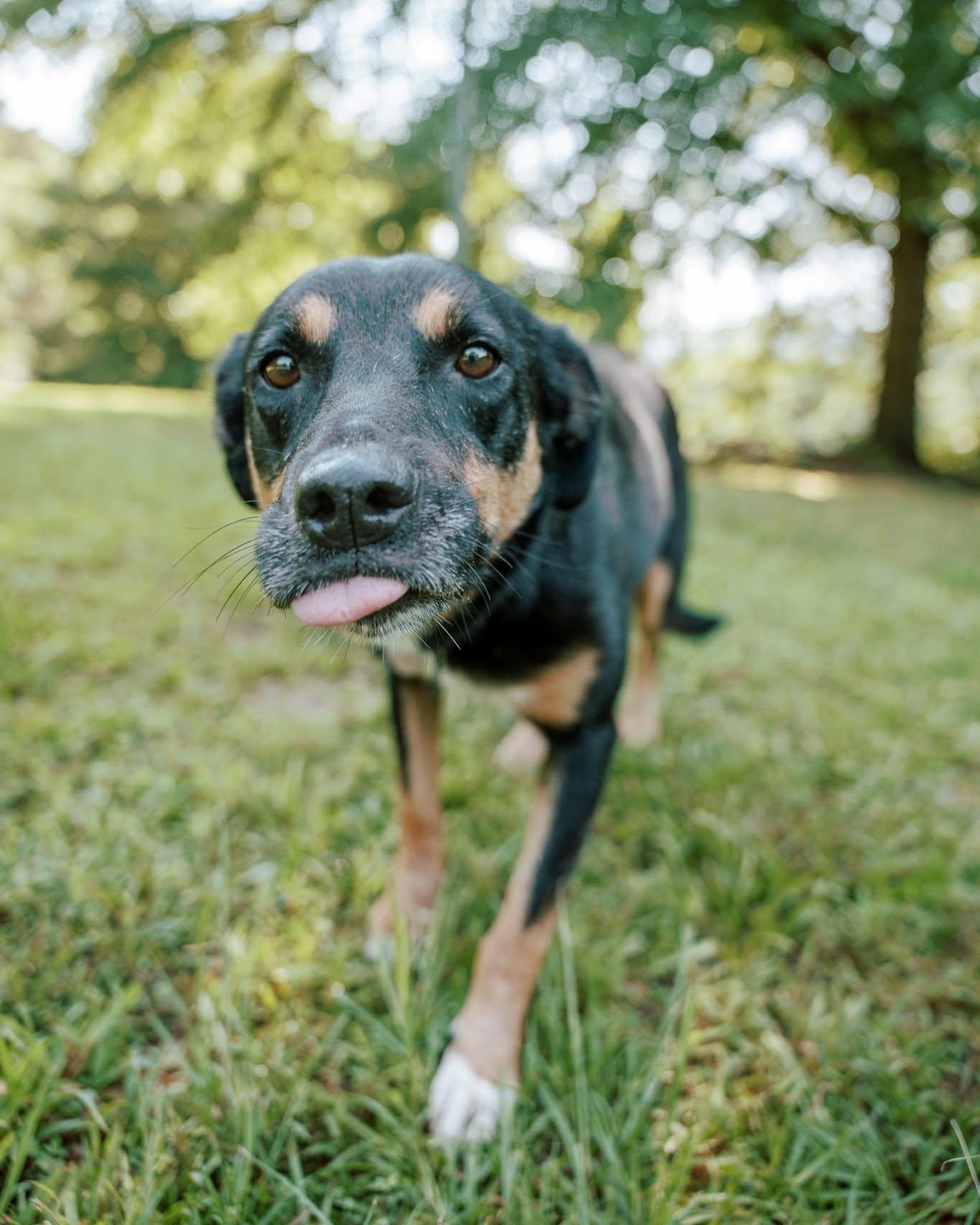 Bubbles, a Adoptable mixed breed in Attalla, AL image 2/3