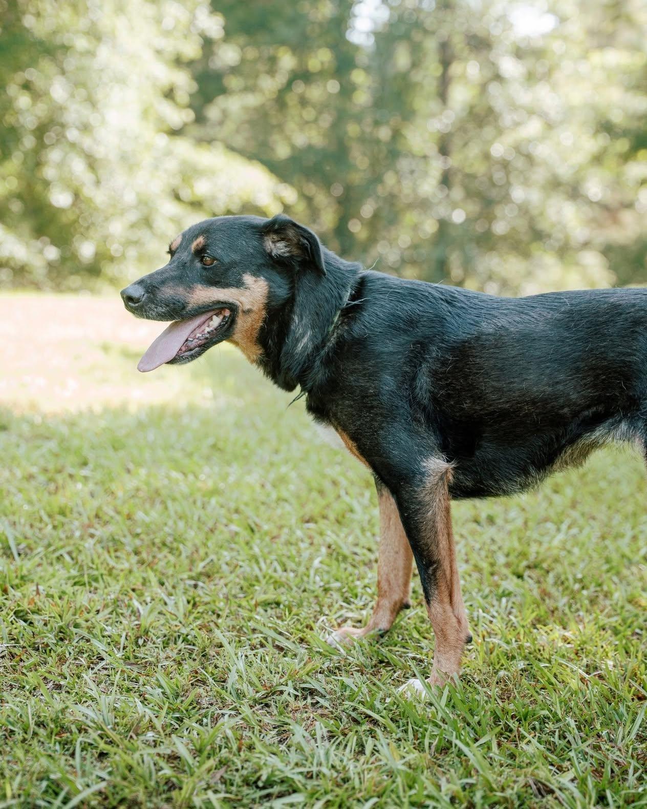 Bubbles, a Adoptable mixed breed in Attalla, AL image 3/3