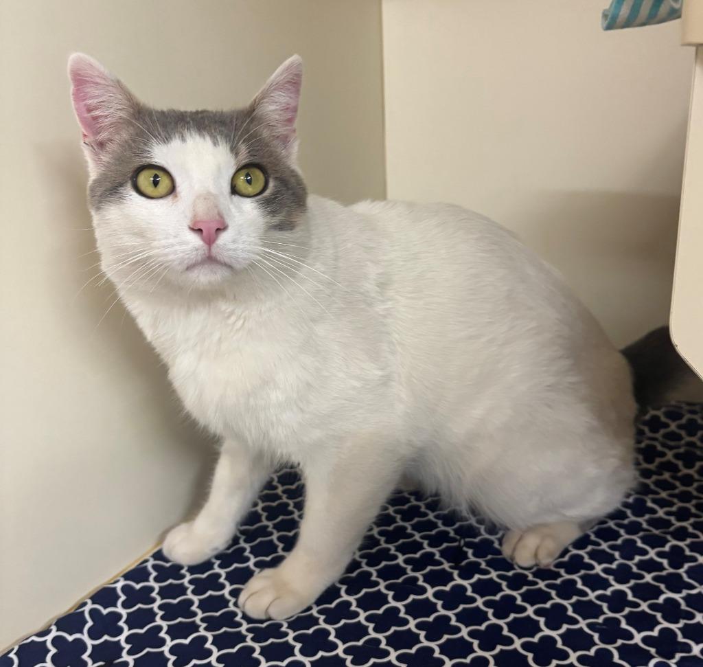 Enlarge SLICK, a Adoptable mixed breed in Hastings, MI image 1/3