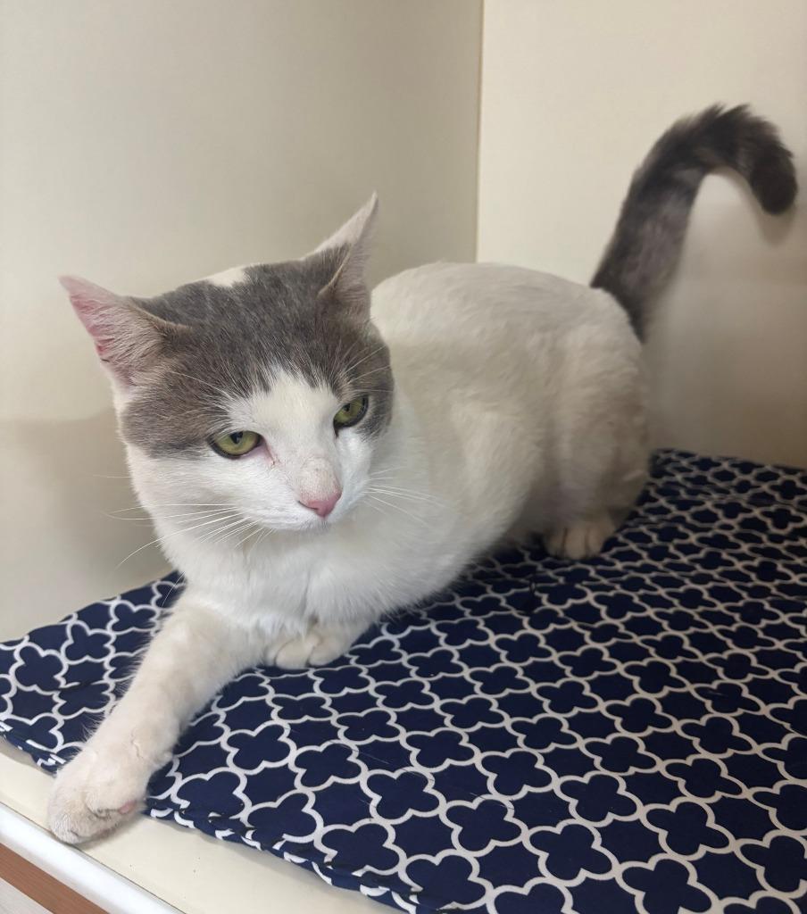 Enlarge SLICK, a Adoptable mixed breed in Hastings, MI image 2/3