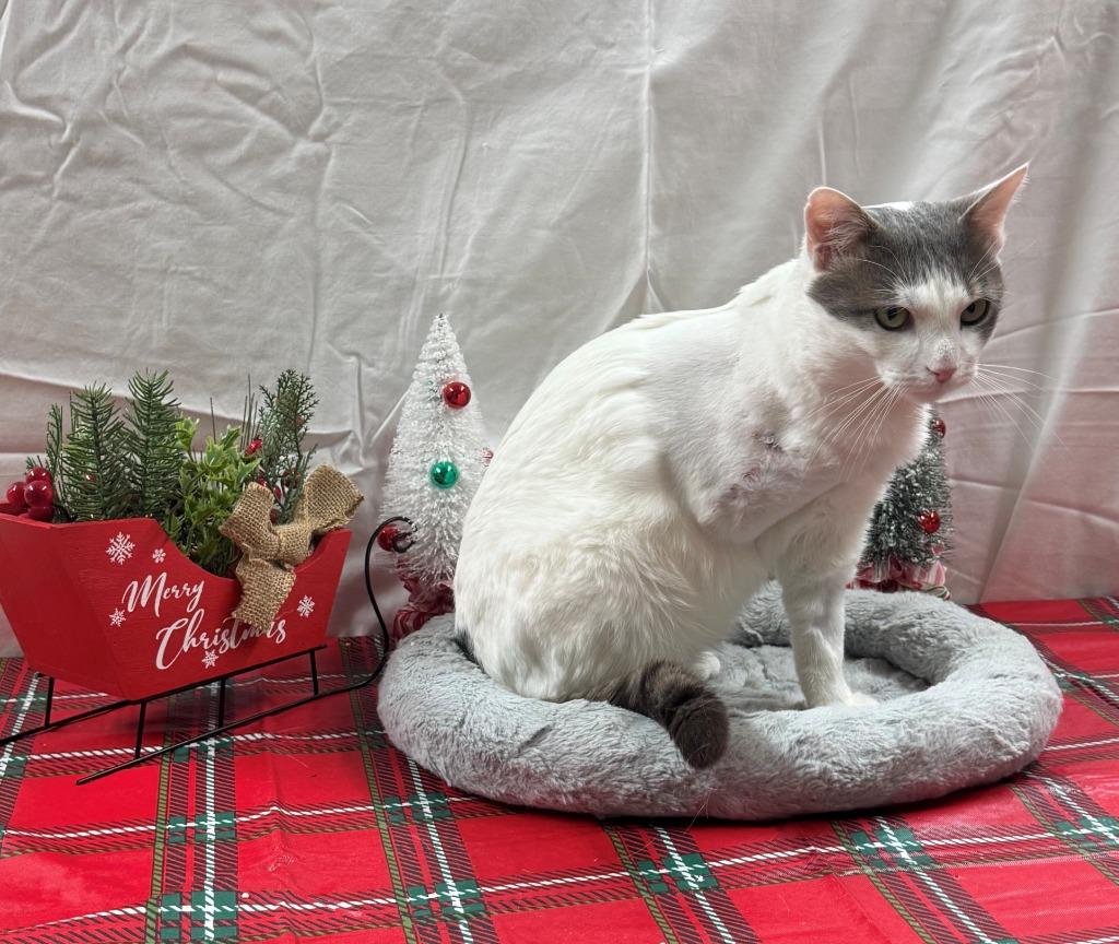 Enlarge SLICK, a Adoptable mixed breed in Hastings, MI image 3/3