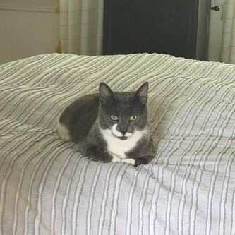 Mason (By appt), an adoptable Domestic Short Hair in Attleboro, MA image 2/3