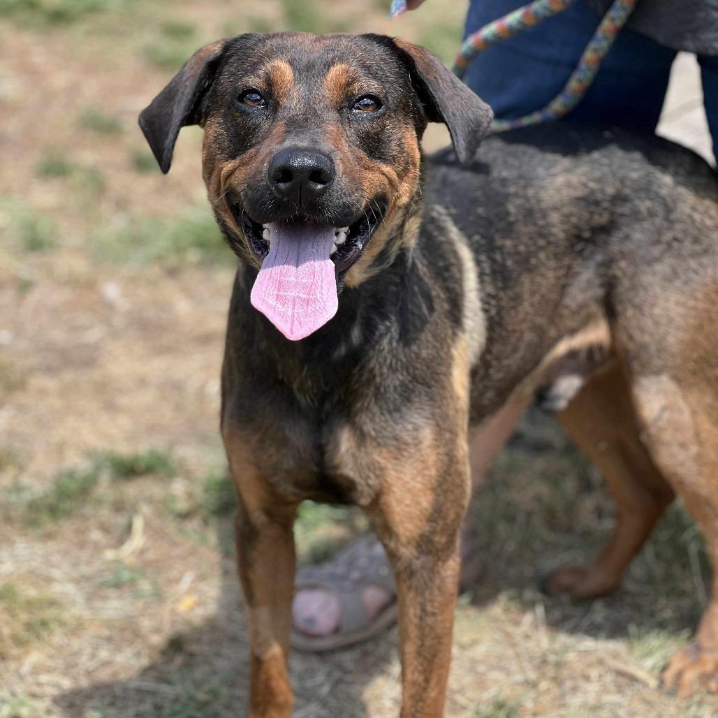 Enlarge Rye, a Adoptable mixed breed in Huntington, WV image 1/3