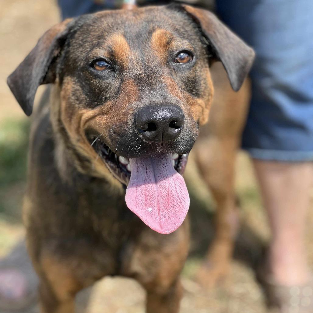 Enlarge Rye, a Adoptable mixed breed in Huntington, WV image 2/3