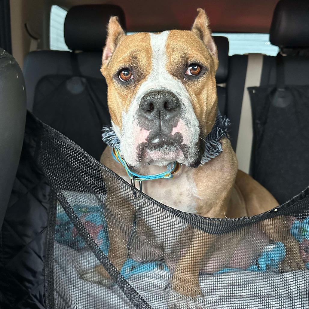 Siggi, Adoptable, Adult Female American Staffordshire Terrier.