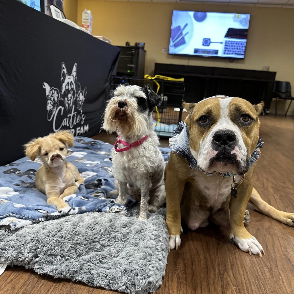 Siggi, a Adoptable mixed breed in Tallahassee, FL image 5/6