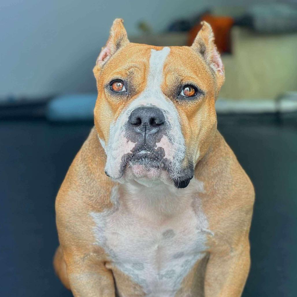 Siggi, a Adoptable mixed breed in Tallahassee, FL image 6/6