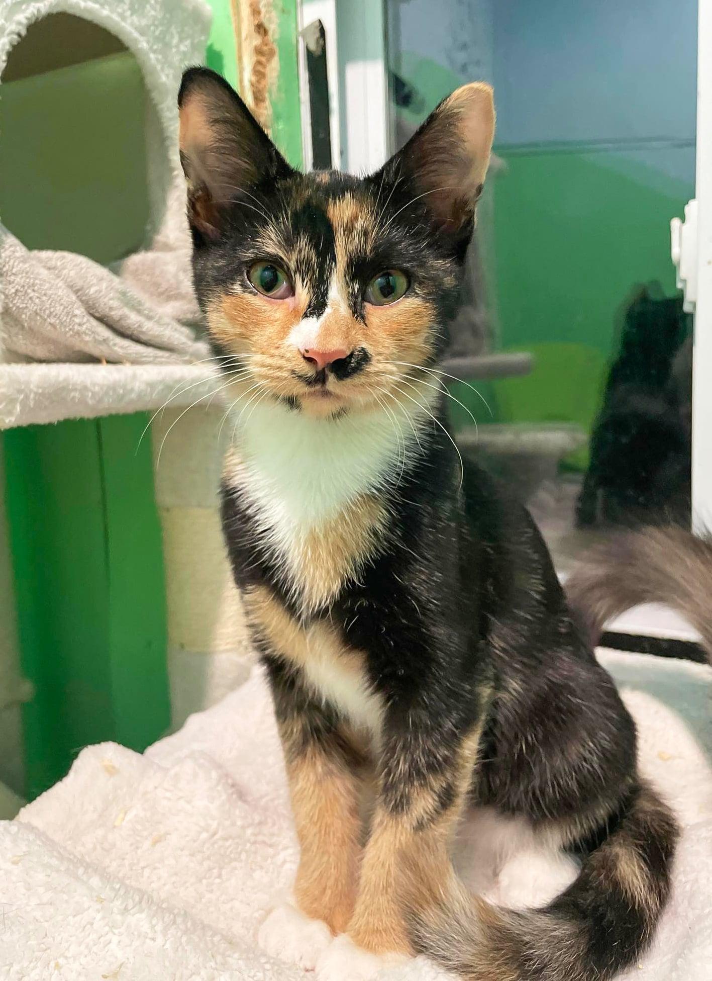 Enlarge DOLLY, a Adopted mixed breed in Flint Hill, VA image 1/1