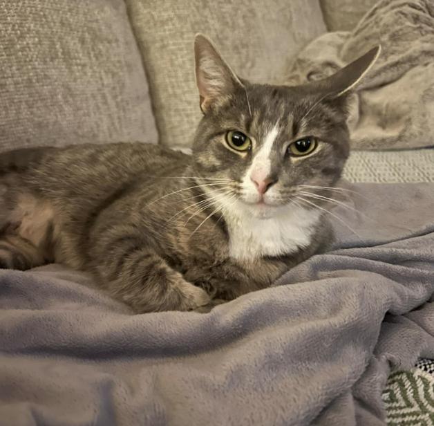 Nala, Adoptable, Adult Female Domestic Short Hair.