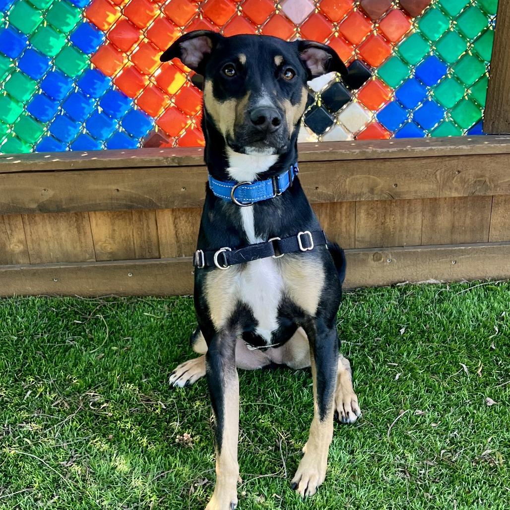 Enlarge Tucker, a Adoptable mixed breed in Temecula, CA image 1/6