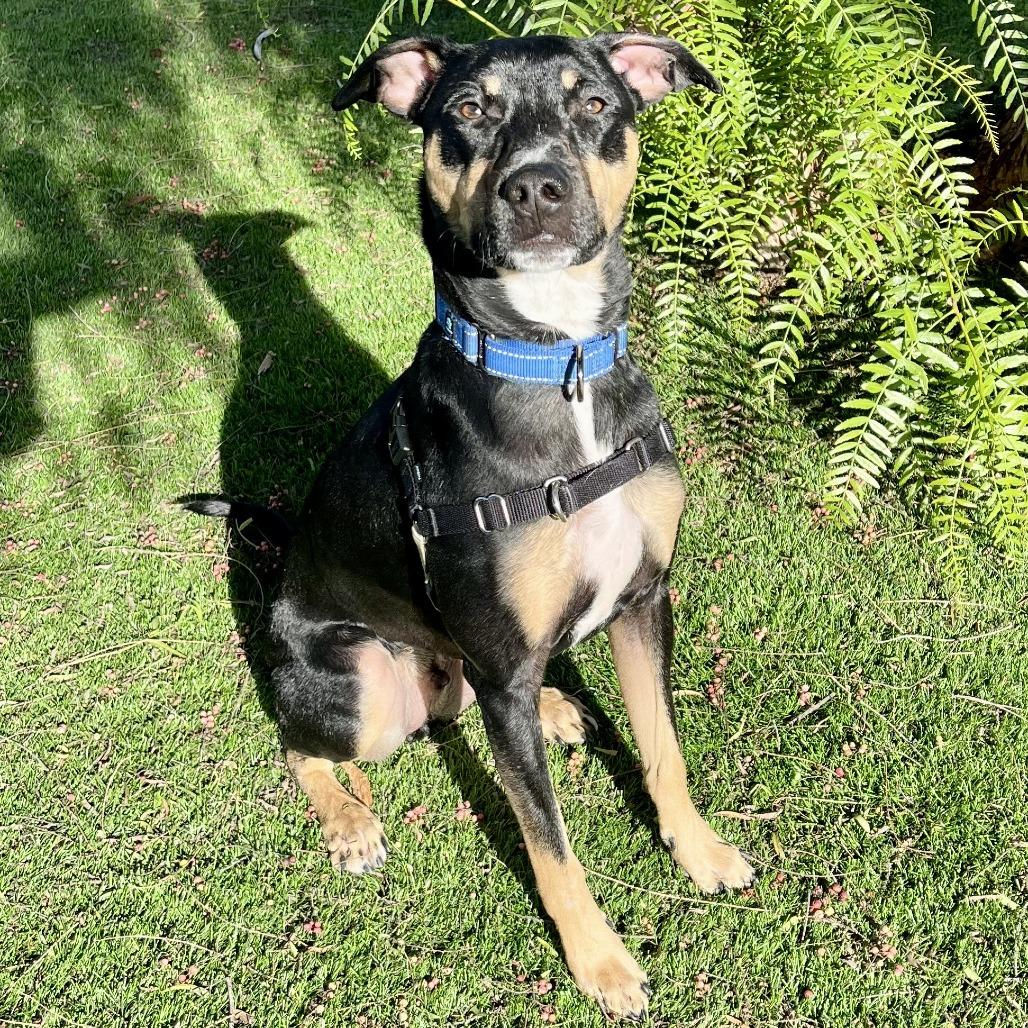 Enlarge Tucker, a Adoptable mixed breed in Temecula, CA image 2/6