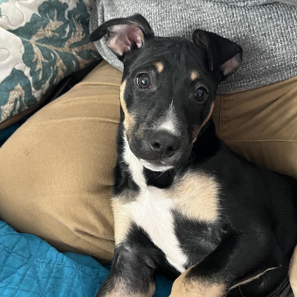 Enlarge Tucker, a Adoptable mixed breed in Temecula, CA image 1/6