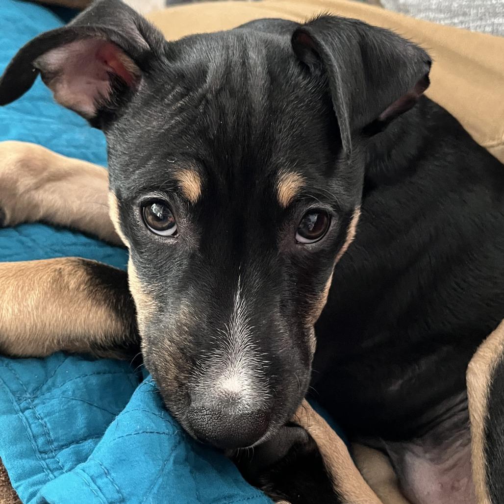 Enlarge Tucker, a Adoptable mixed breed in Temecula, CA image 2/6