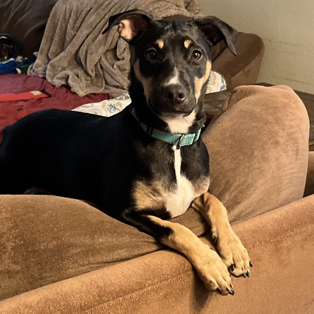 Enlarge Tucker, a Adoptable mixed breed in Temecula, CA image 3/6