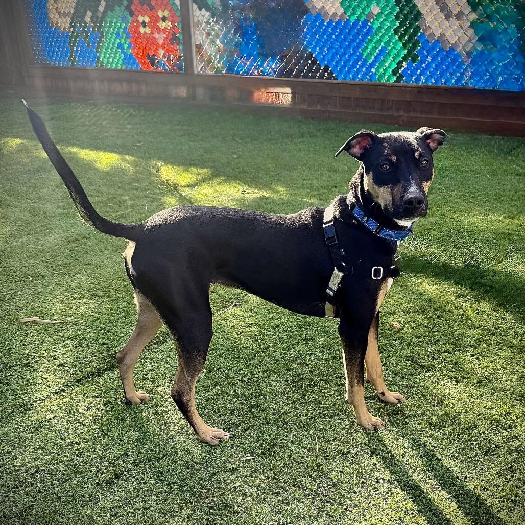 Enlarge Tucker, a Adoptable mixed breed in Temecula, CA image 4/6