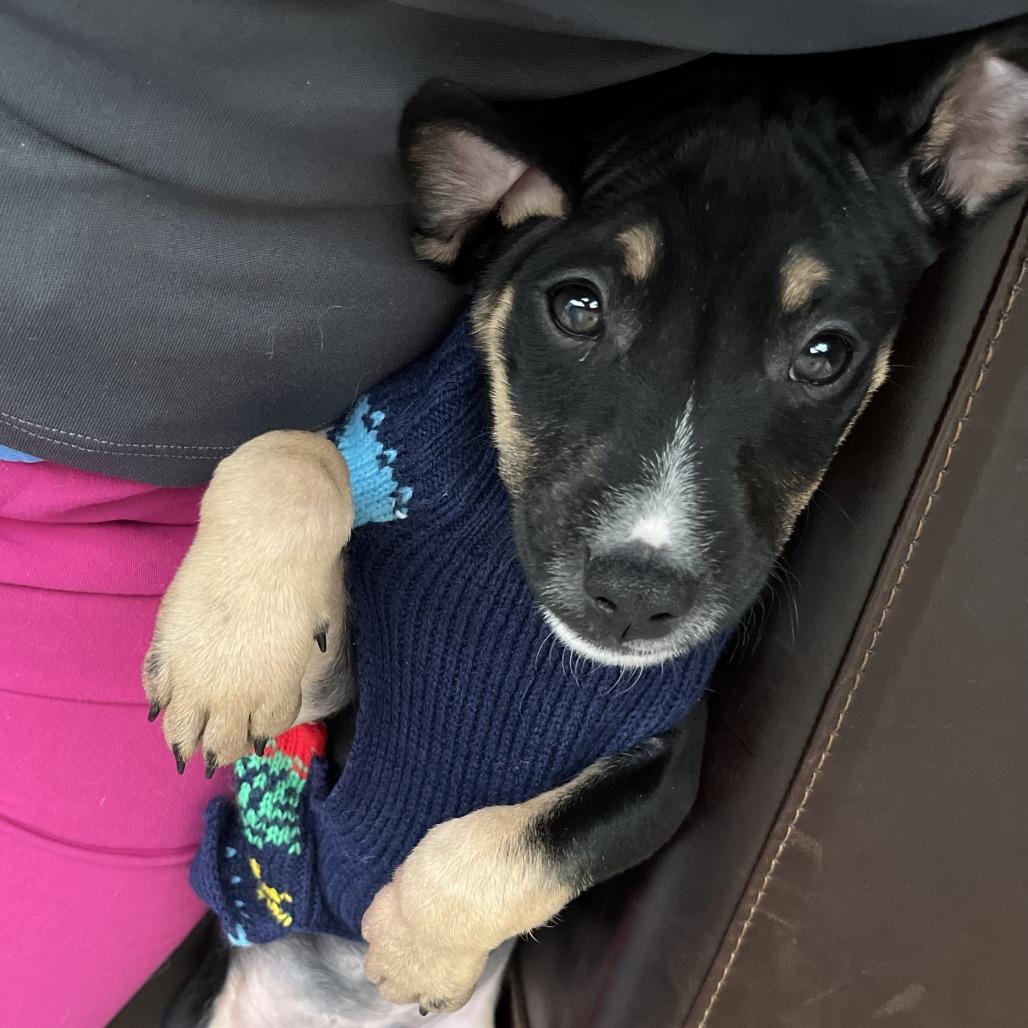 Enlarge Tucker, a Adoptable mixed breed in Temecula, CA image 4/6