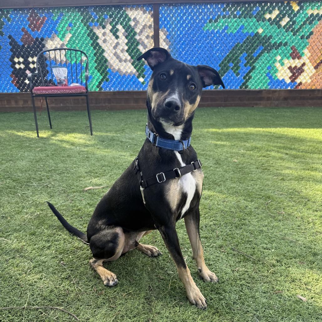 Enlarge Tucker, a Adoptable mixed breed in Temecula, CA image 5/6