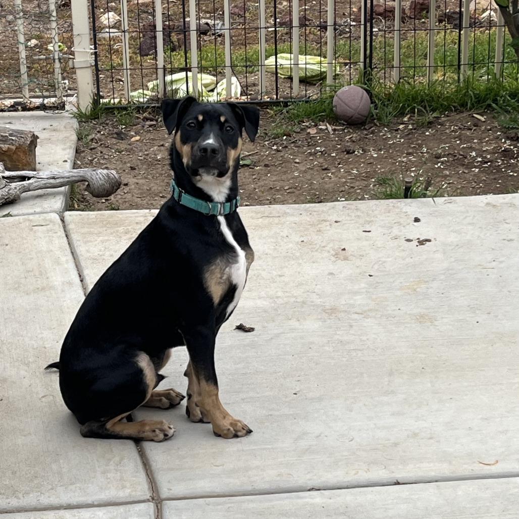 Enlarge Tucker, a Adoptable mixed breed in Temecula, CA image 6/6