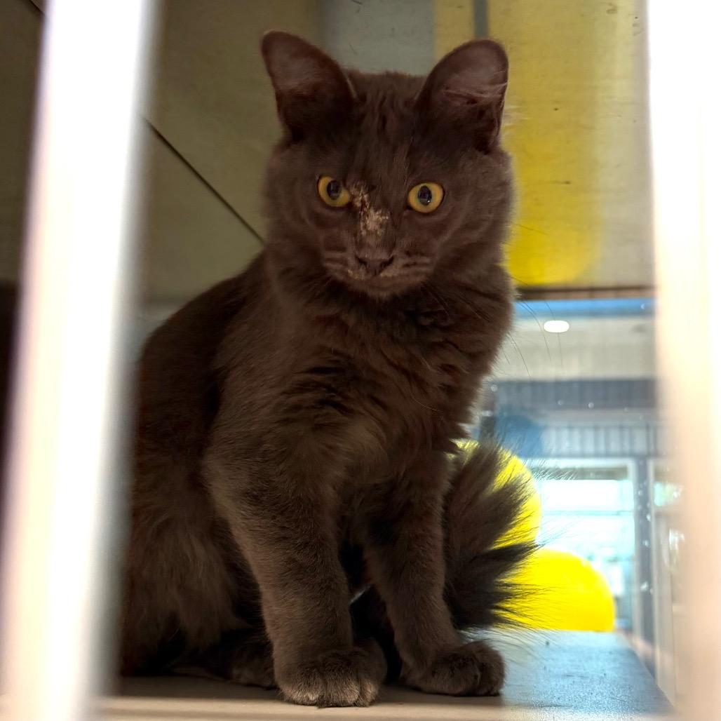 Maxi, Adoptable, Kitten Female Domestic Medium Hair.