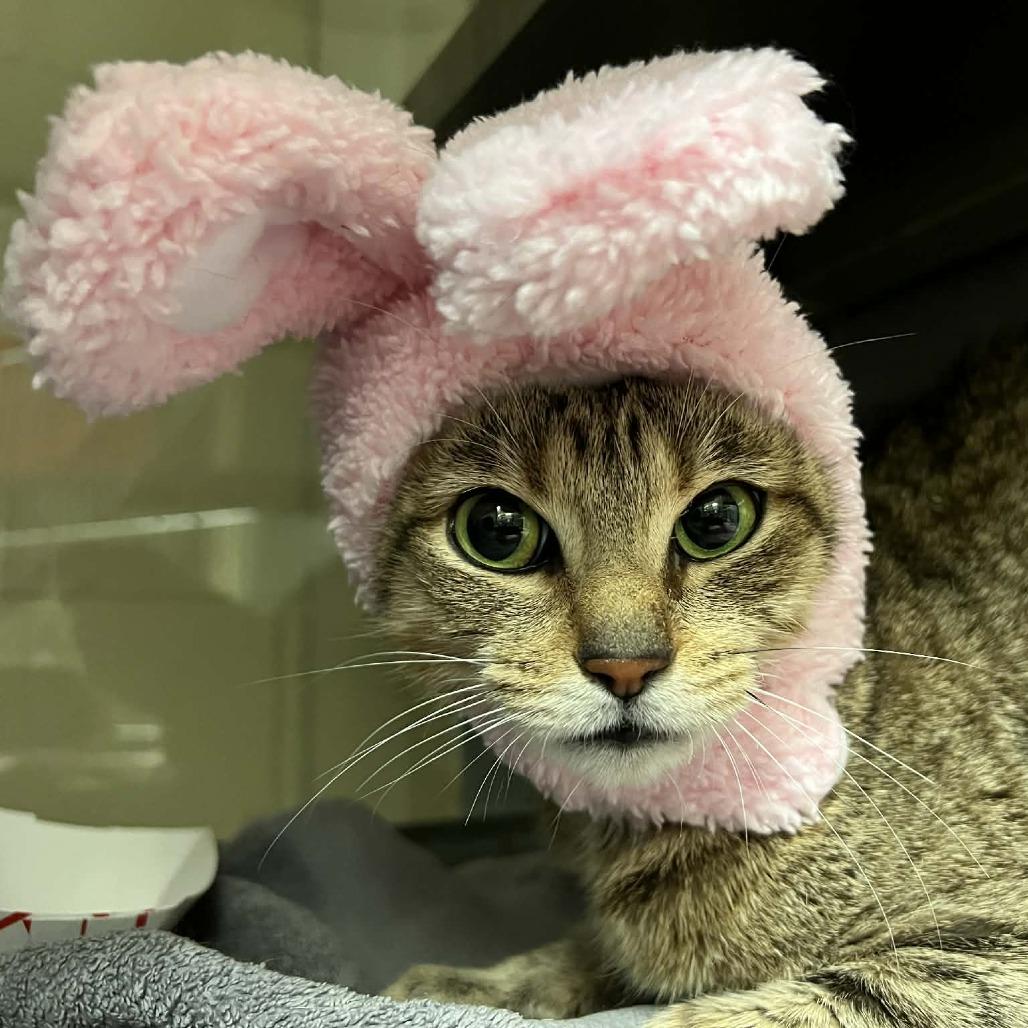 Rue, Adoptable, Adult Female Domestic Short Hair.