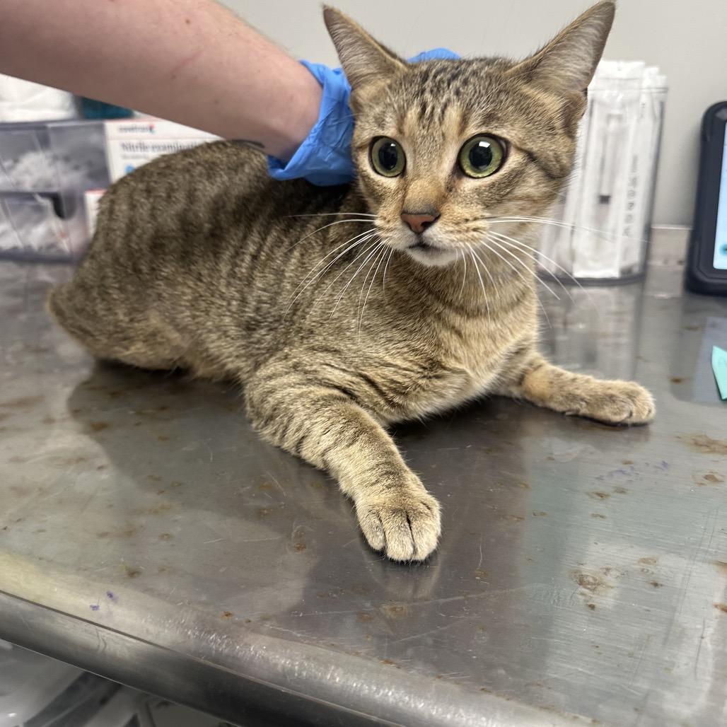 Enlarge Rue, a Adoptable Domestic Short Hair in Concord, NC image 2/3