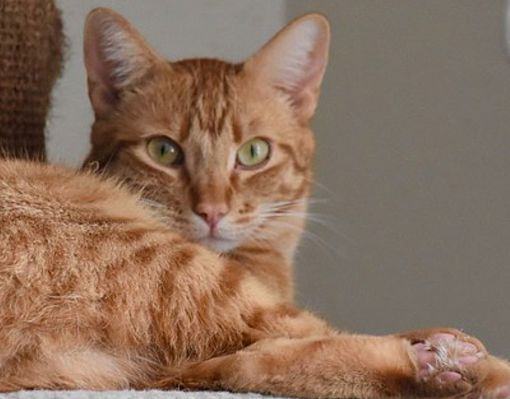 Sunny, a Adoptable Tabby image 1/4