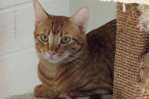 Sunny, a Adoptable Tabby image 2/4