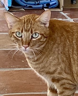 Sunny, a Adoptable Tabby image 3/4