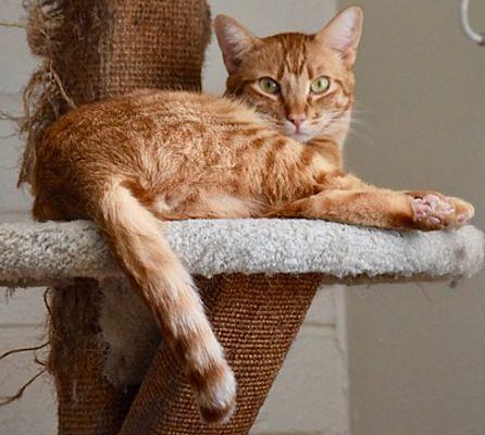 Sunny, a Adoptable Tabby image 4/4