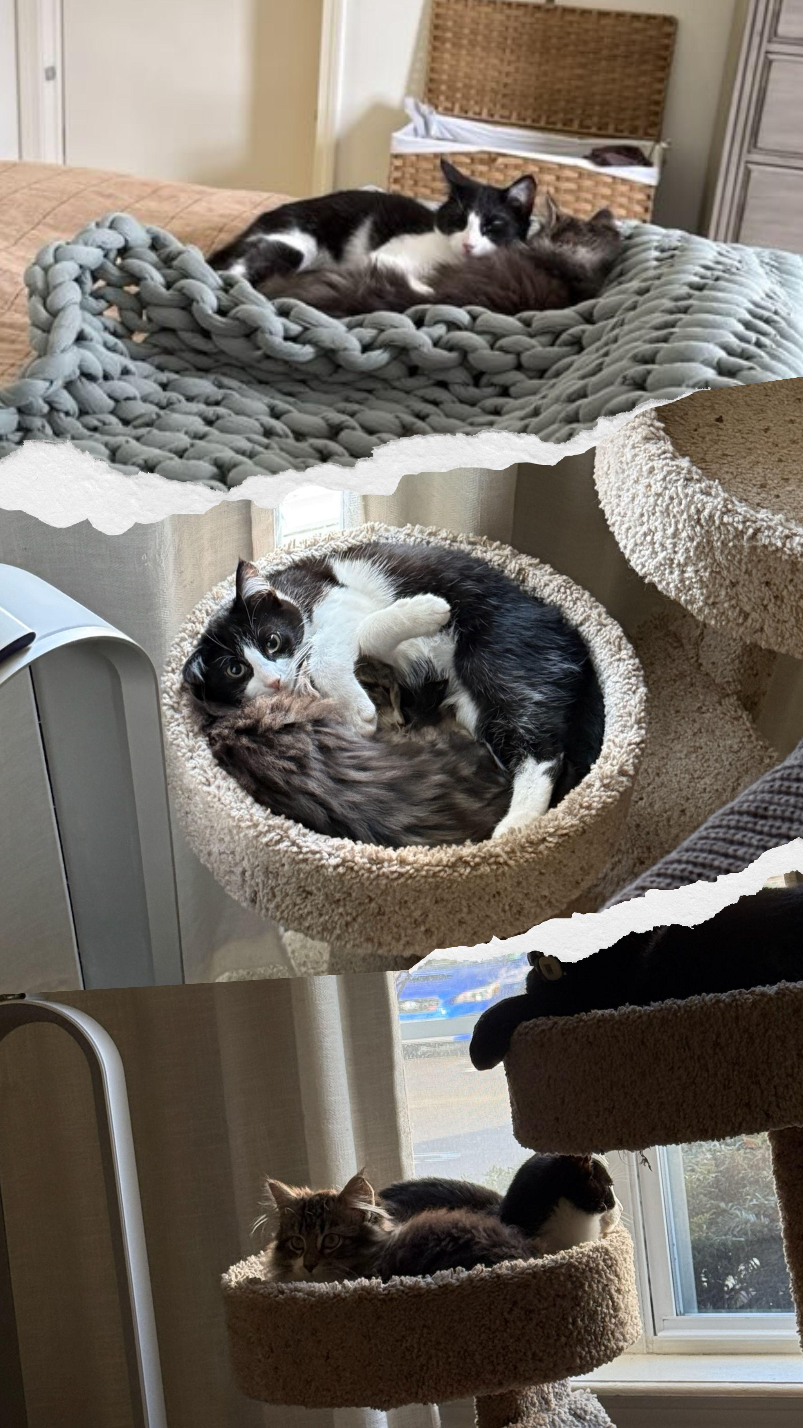 Adelaide and Ophelia (Bonded), ADOPTABLE, Young Male Domestic Medium Hair.