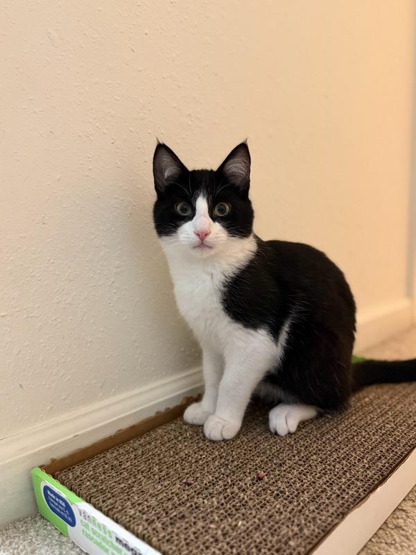 Enlarge Adelaide and Ophelia (Bonded), a ADOPTABLE mixed breed in Gaylordsville, CT image 2/3